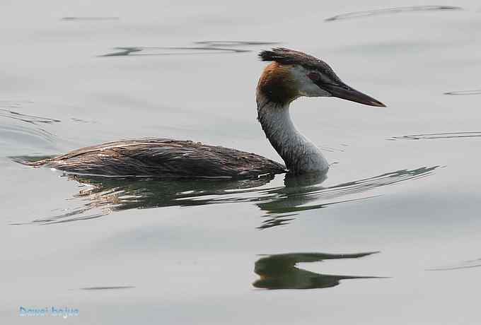 颐和园的凤头 颐和园的凤头
