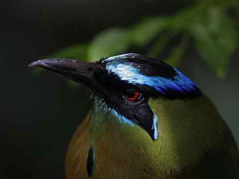 绝色攀禽：佛法僧目之翠鴗