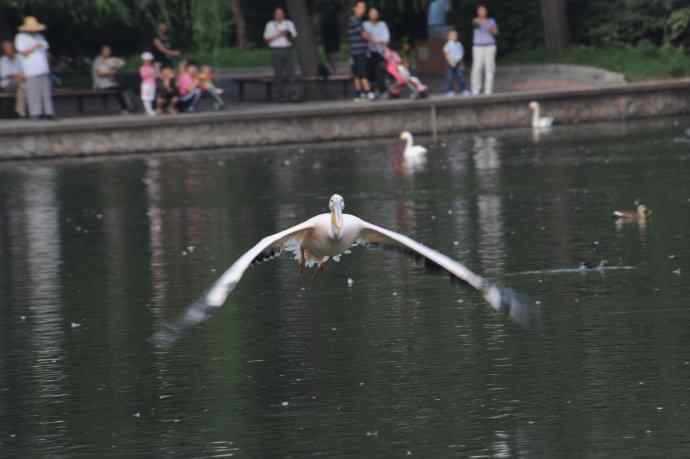 再拍大鹈鹕 wbr wbr4 再拍大鹈鹕 wbr wbr4