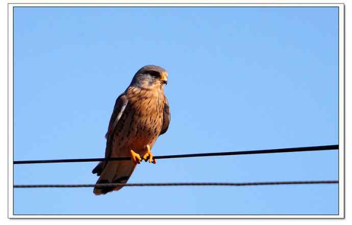 【鹰击长空--红隼雄姿】