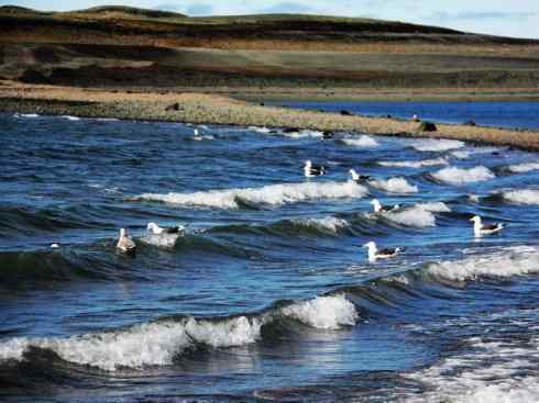 白头鸟系列:另类的美丽(黑背鸥) 白头鸟系列:另类的美丽(黑背鸥)