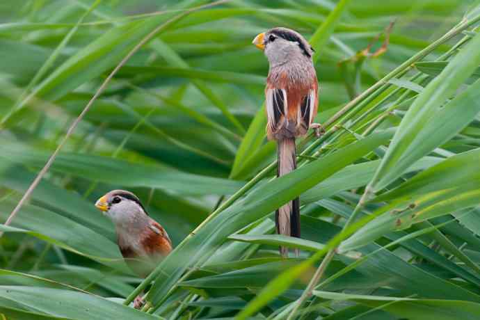 萌态可掬的鈥溦鸬┬∪糕☆★