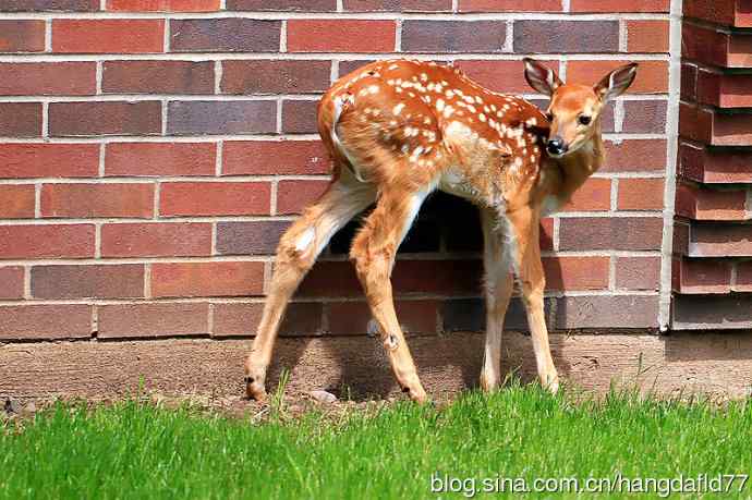 误入校园的小鹿