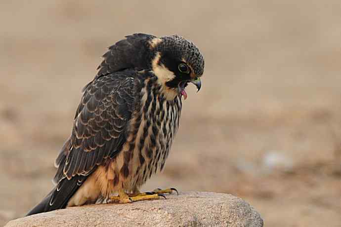 诠释燕隼“吐食丸”的全过程