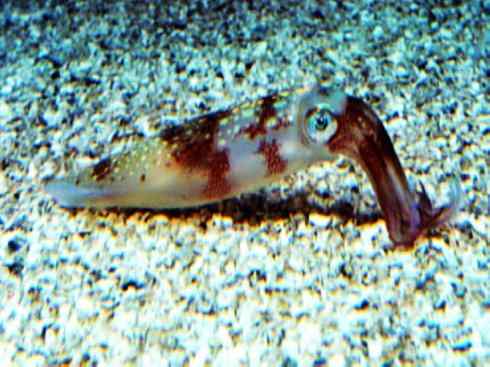 自然奇观：动物大迁徙(乌贼）