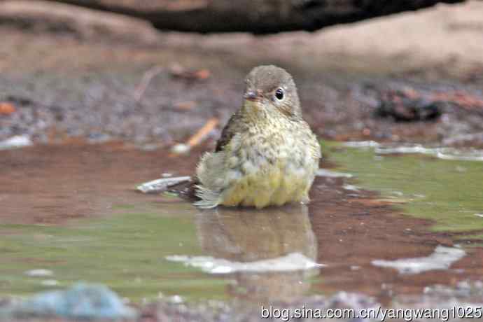 雌性白眉姬鹟(18) 雌性白眉姬鹟(18)