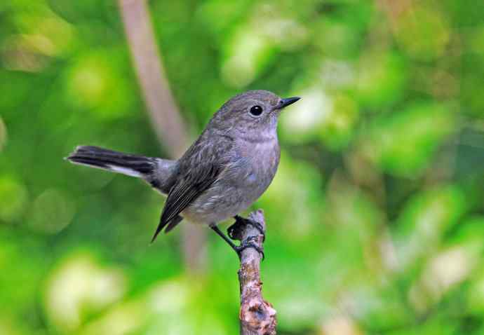 雌性白眉姬鹟（亚成鸟）