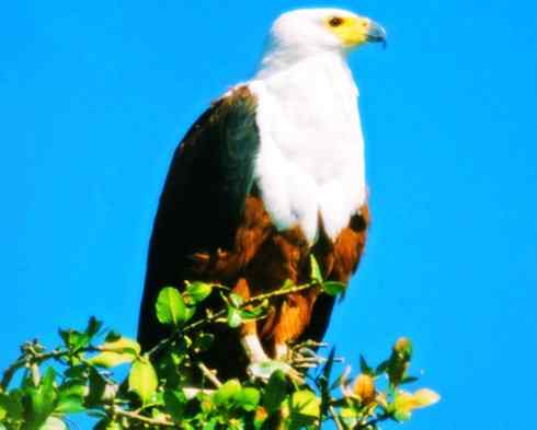 白头鸟系列：另类的美丽（吼海雕）