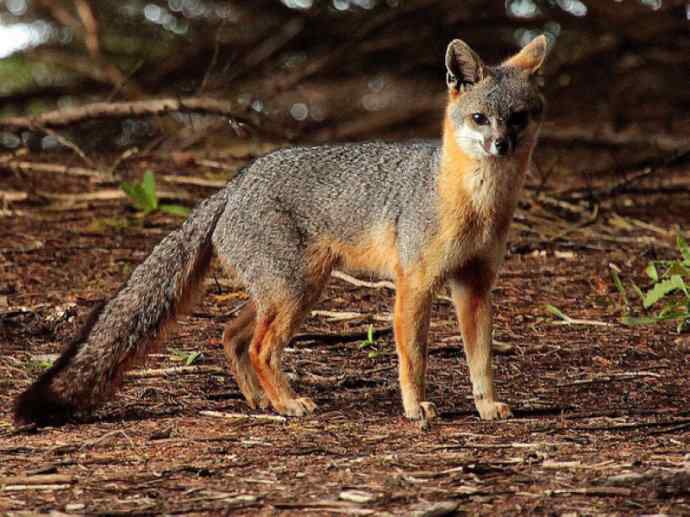 犬科：狐亚科灰狐属之灰狐、岛屿灰狐