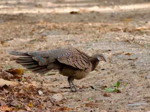 凤凰：传说中的鸟原型探秘（孔雀雉）