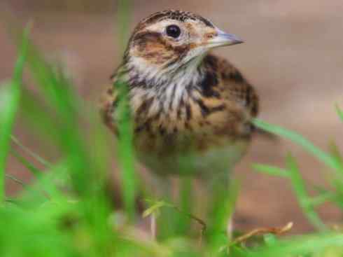 家禽驯化之源之二十八