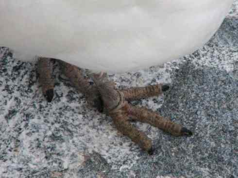 奇特的盔：白鞘嘴鸥