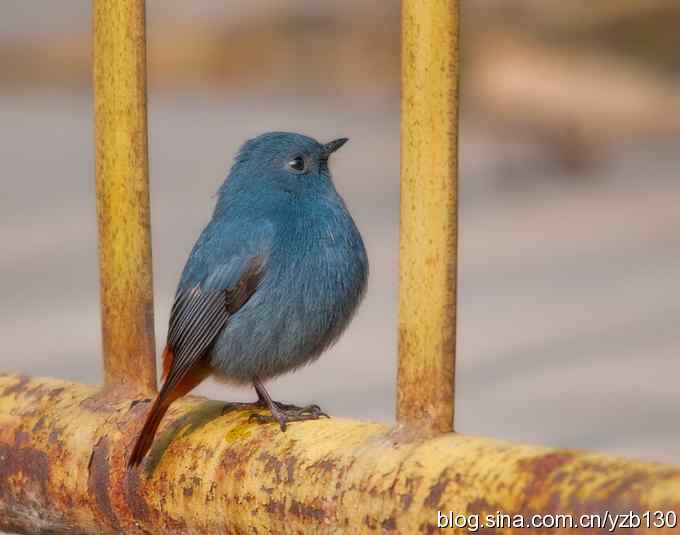 终于成功偷拍京城明星（组图，12张图片）