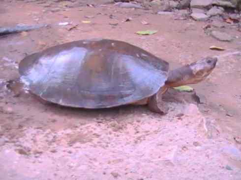 玄武：传说的兽原型探秘（侧颈龟类）