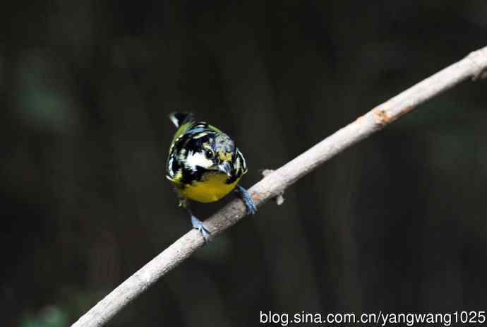 黄腹山雀(14) 黄腹山雀(14)
