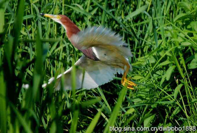 鸟友同游怀沙河 鸟友同游怀沙河