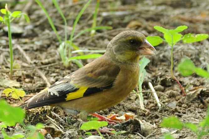 天坛公园寻鸟儿偶遇金翅雀