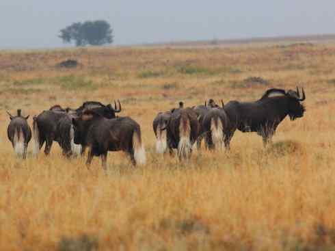 麒麟：传说的兽原型探秘（狷羚）