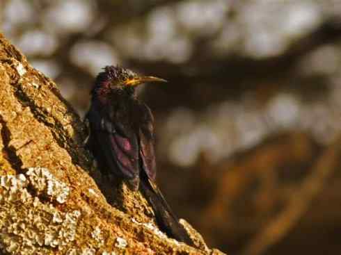 绝色攀禽:戴胜与林戴胜2 绝色攀禽:戴胜与林戴胜2