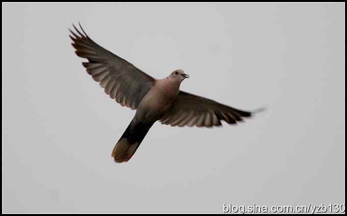 金海湖的鸟（6）鈥斺斀鸪崛傅龋ㄗ橥迹