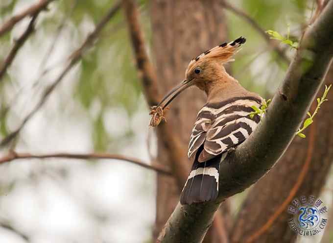 首次拍到戴胜奇观（组图，20张图片）