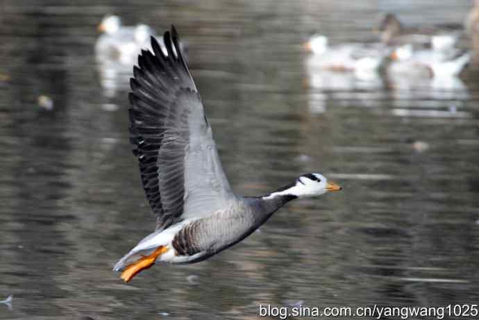 水面飞行的斑头雁