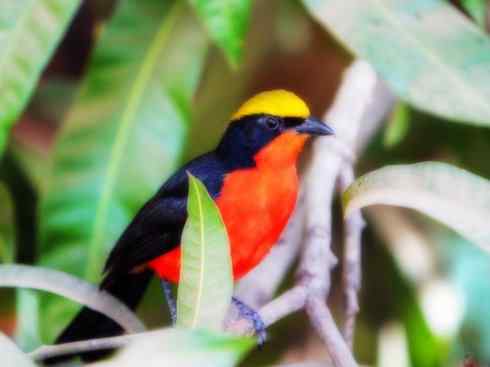 美丽无罪：雀鸟之丛伯劳