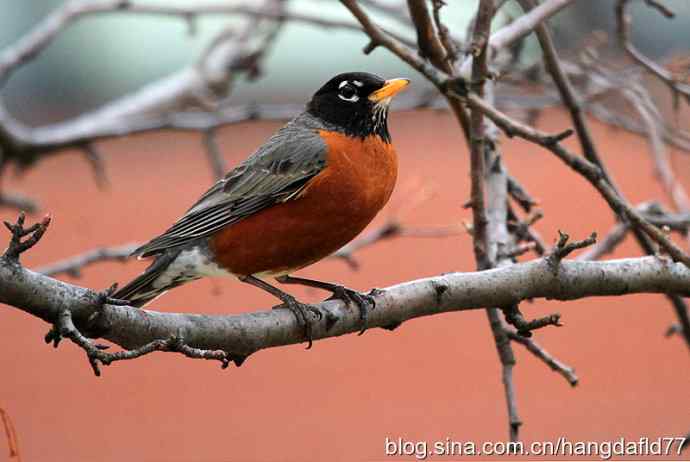 北美知更鸟(2) 北美知更鸟(2)