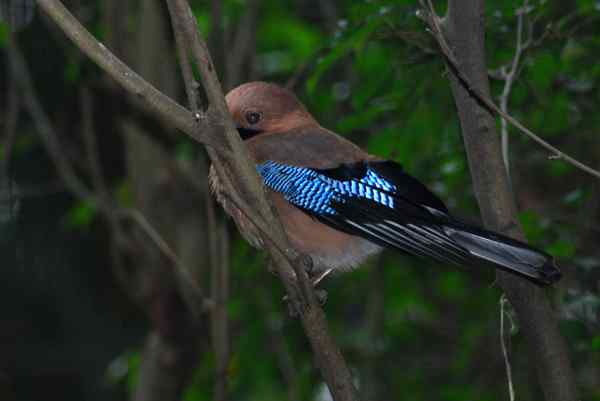 珠海独行（七）——松鸦