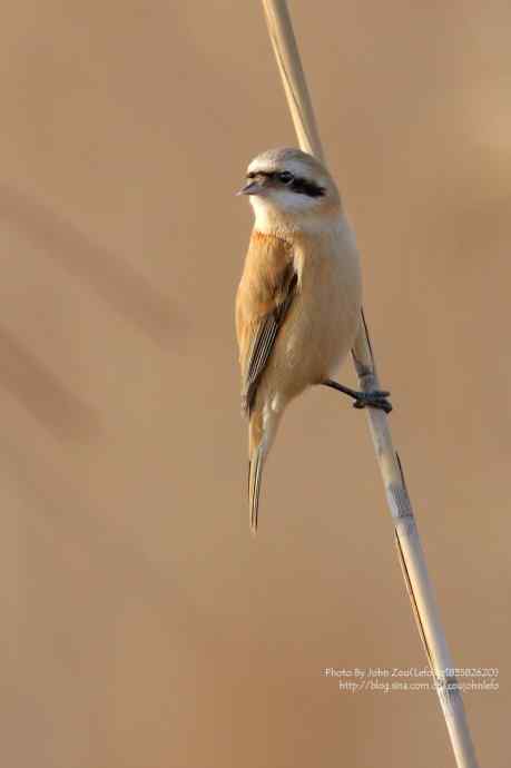芦苇上的中华攀雀