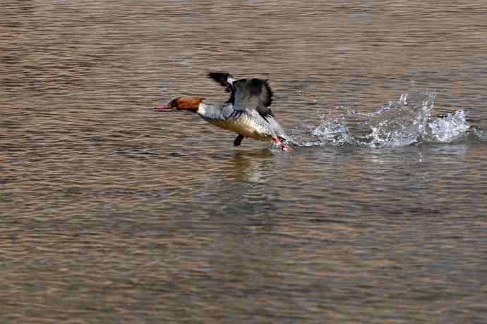 《白河湾的鸭子与十渡的白鹡鸰》