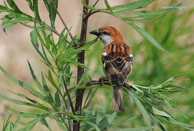 白河六月几只鸟　
