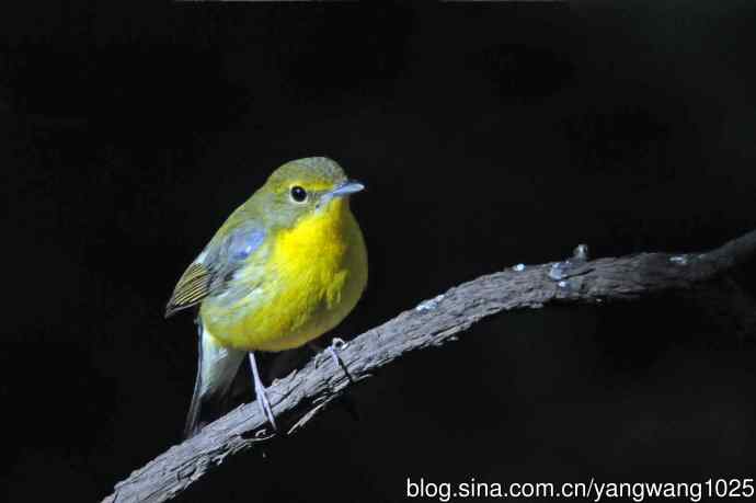 雄性绿背姬鶲（1）