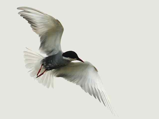 衡水湖印象(彩鹬及其它)