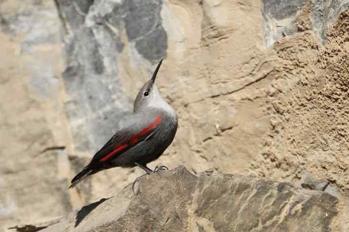 红翅旋壁雀 红翅旋壁雀