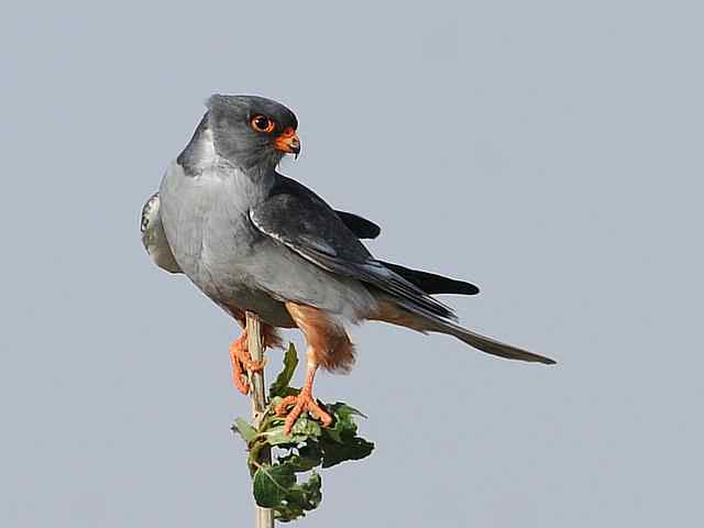 阿穆尔隼咏叹 阿穆尔隼咏叹