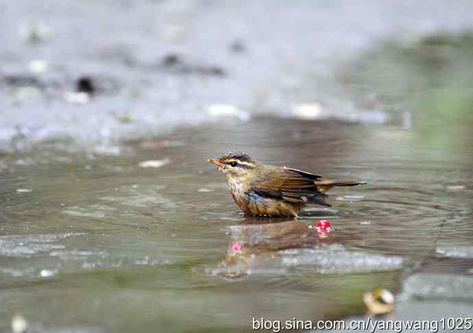 洗浴中的褐柳莺