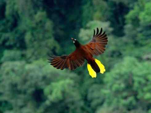 奇特的盔：拟椋鸟