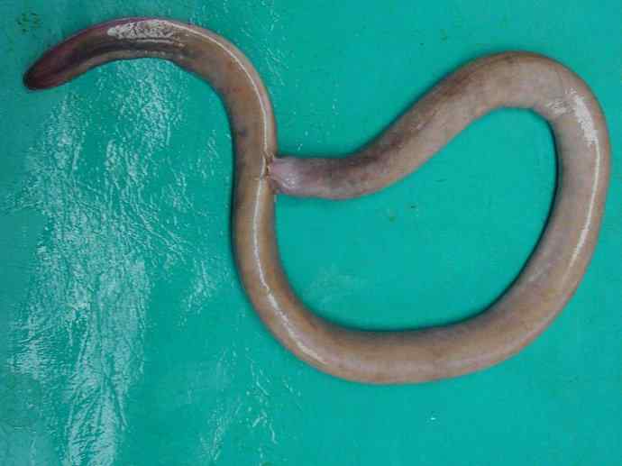 鱼类活化石：盲鳗