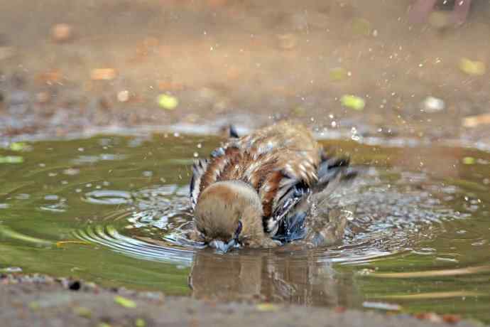 洗浴中的锡嘴雀（3）