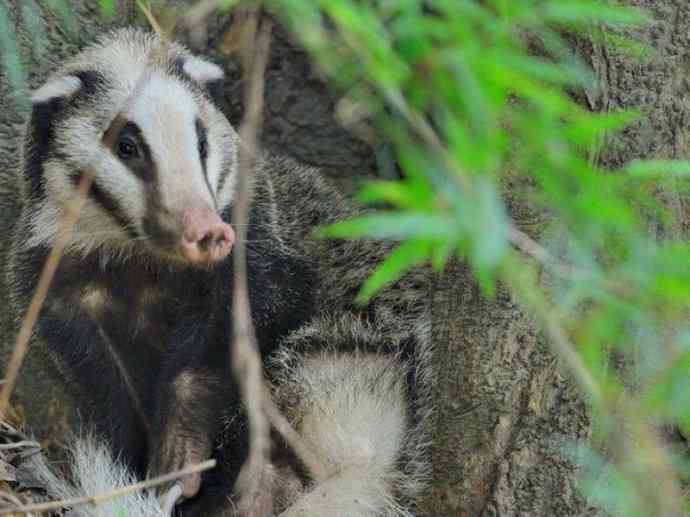 犬科：狐亚科之大耳狐