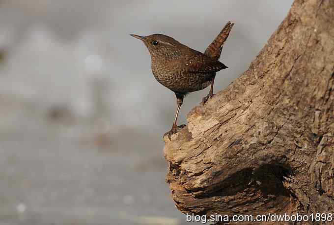 精灵般的小鹪鹩