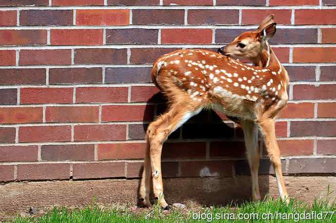 误入校园的小鹿