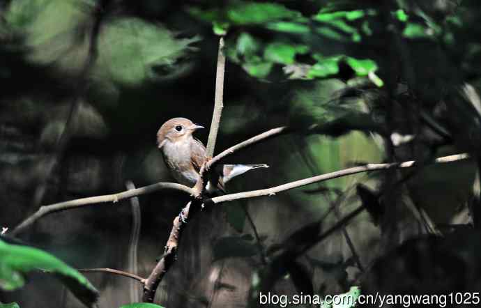 红喉姬鹟(17) 红喉姬鹟(17)