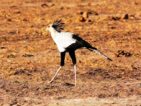 猎奇：十大奇异鸟类之三