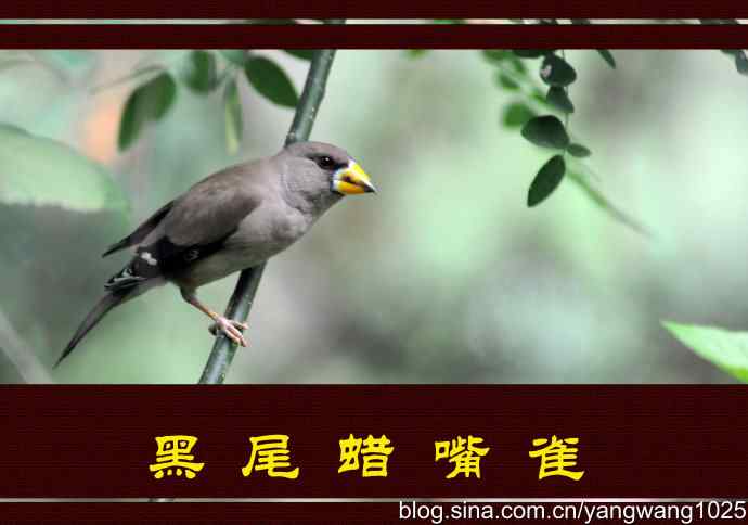 北京天坛公园的鸟类——黑尾蜡嘴雀