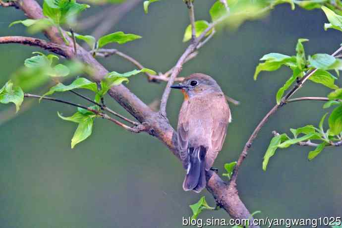雄性红喉姬鹟（17）