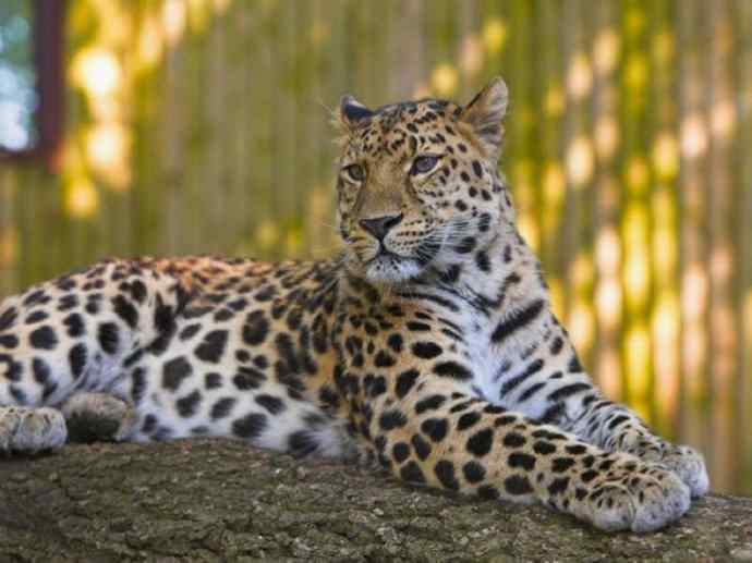 犬科：薮犬亚科豺属之豺