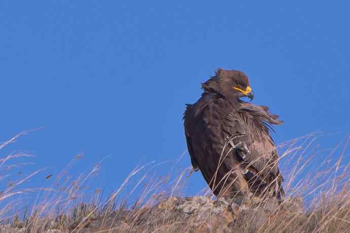 草原雕（摄于克什克腾）