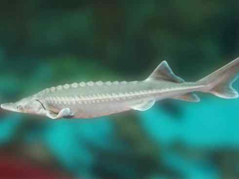 鱼类活化石:中华鲟 鱼类活化石:中华鲟